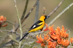 Icterus graceannae