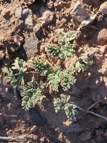 Image of Hedosyne ambrosiifolia by no rights reserved