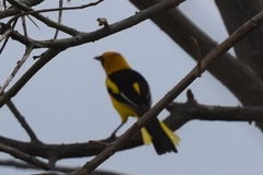 Icterus mesomelas