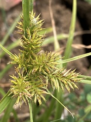 Cyperus cyperoides