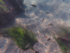 Hyperprosopon argenteum