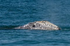 Eschrichtius robustus