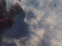 Hyperprosopon argenteum