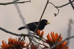 Amblycercus holosericeus