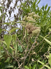 Austroeupatorium inulifolium