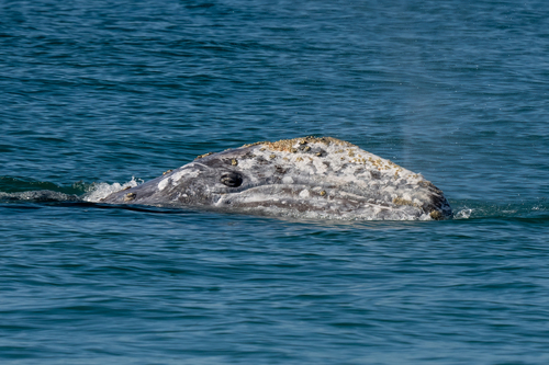Grey Whale