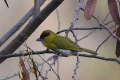 Cyclarhis gujanensis