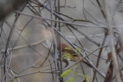 Cantorchilus superciliaris