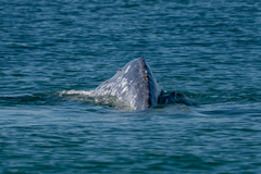 Eschrichtius robustus