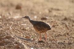 Crypturellus transfasciatus