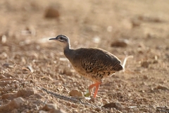 Crypturellus transfasciatus