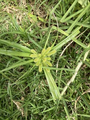 Cyperus cyperoides
