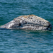 Grey Whale - Photo (c) Andrea Carpio, some rights reserved (CC BY-NC), uploaded by Andrea Carpio