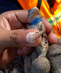 Sceloporus lundelli