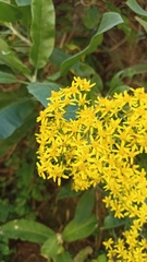 Acrisione denticulata