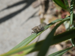Physeema labyrinthica