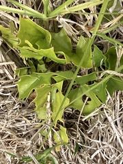Delairea odorata