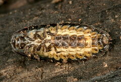 Lamprohiza splendidula