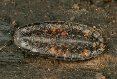 Lamprohiza splendidula