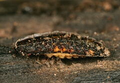 Lamprohiza splendidula