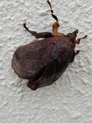 Phocoderma velutina