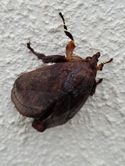 Phocoderma velutina