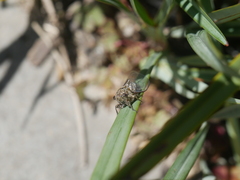 Physeema labyrinthica