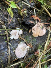 Scytinotus longinquus