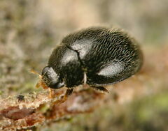 Stethorus pusillus