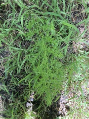 Asparagus densiflorus