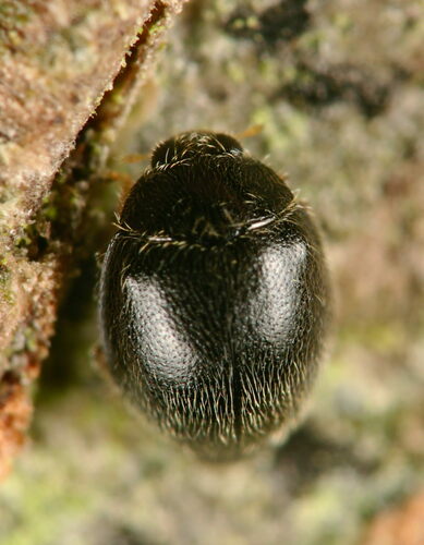 Dot Ladybird