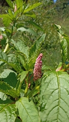 Phytolacca bogotensis