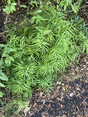 Afrocarpus falcatus