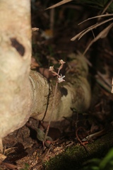 Anoectochilus roxburghii