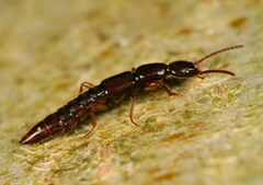 Lobrathium multipunctum