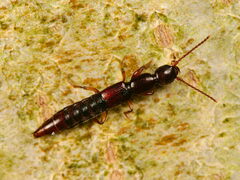 Lobrathium multipunctum