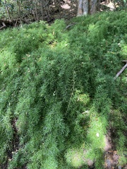 Asparagus densiflorus