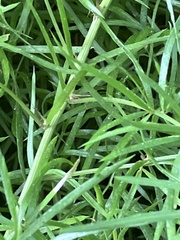 Asparagus densiflorus