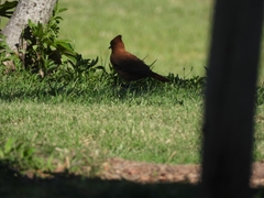 Pseudoseisura lophotes