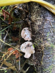 Scytinotus longinquus