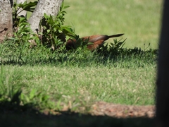 Pseudoseisura lophotes