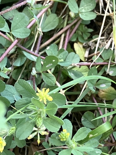 Trifolium image