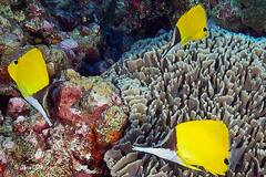 Forcipiger flavissimus