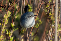 Polioptila californica
