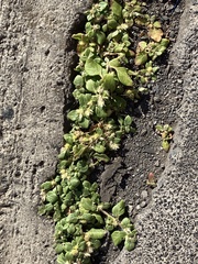 Alternanthera pungens