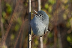 Polioptila californica