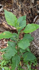 Verbesina virginica