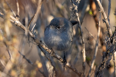 Polioptila californica