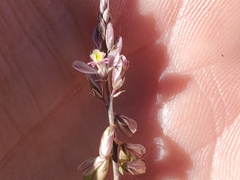 Polygala scoparioides
