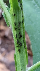 Verbesina virginica